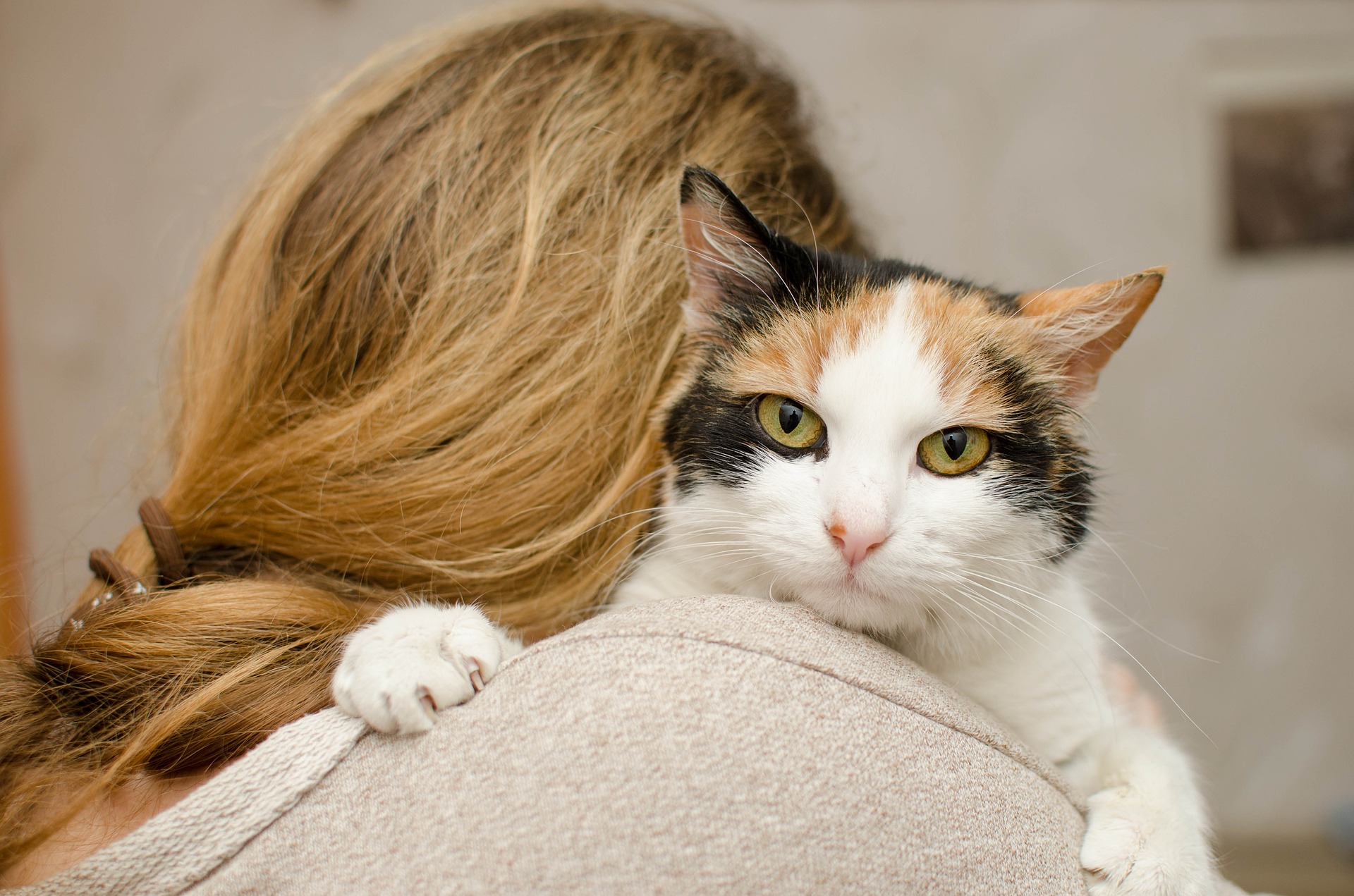 Questa sera esco con un gatto” – il Gazzettino di Gela